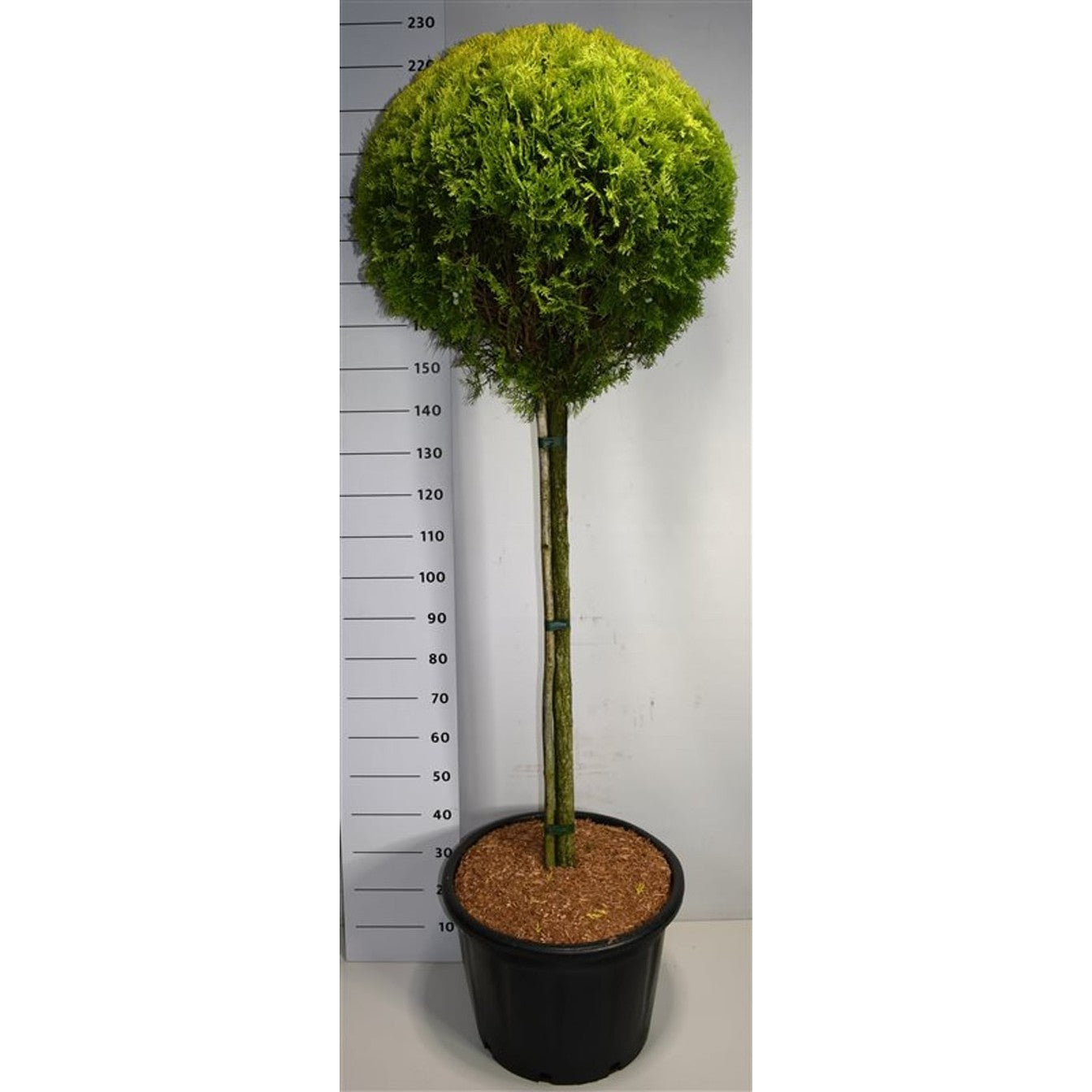 Thuja – Thuja occidentalis 'Aurea Nana' - C65 120 cm. Stam